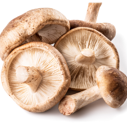 SHIITAKE MUSHROOM