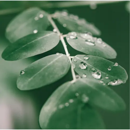 moringa leaf