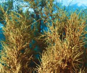 types of seaweed